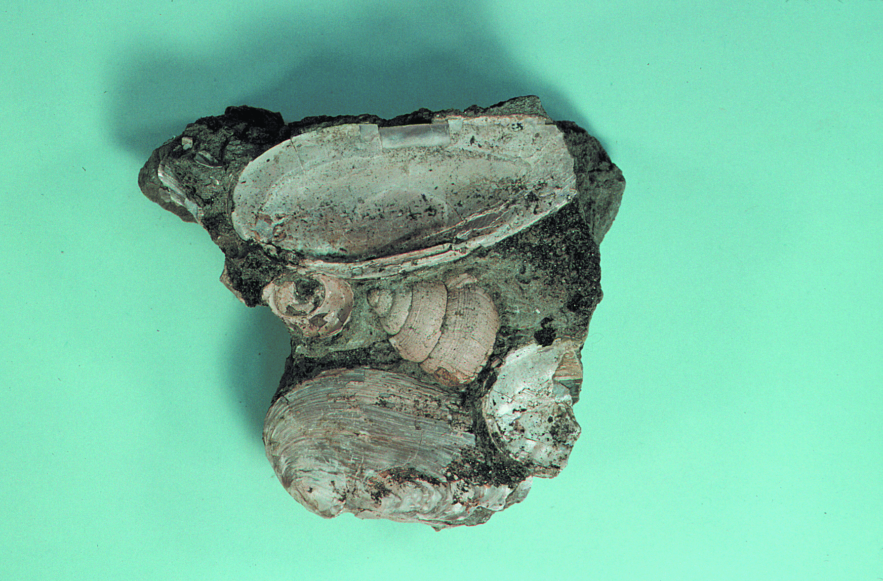 Bivalves and Campeloma